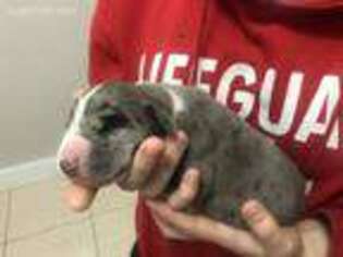 Great Dane Puppy for sale in Binghamton, NY, USA