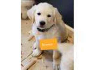 Golden Retriever Puppy for sale in Bennett, CO, USA
