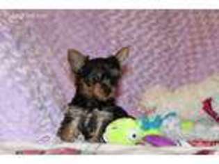 Yorkshire Terrier Puppy for sale in Harwood Heights, IL, USA