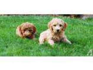Australian Labradoodle Puppy for sale in SILVERTON, OR, USA