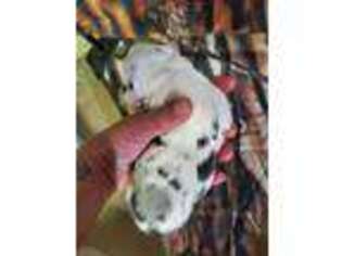 Cardigan Welsh Corgi Puppy for sale in Unionville, IA, USA
