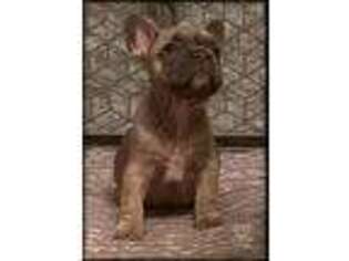 French Bulldog Puppy for sale in Alabaster, AL, USA