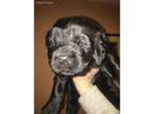 Newfoundland Puppy for sale in Norwood, NY, USA
