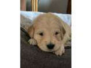 Golden Retriever Puppy for sale in Spartanburg, SC, USA