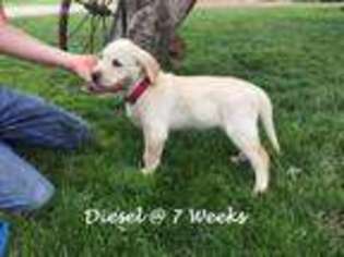 Labrador Retriever Puppy for sale in Thomas, OK, USA