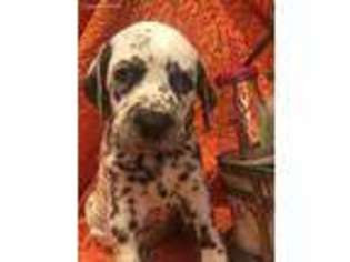 Dalmatian Puppy for sale in Berlin, OH, USA
