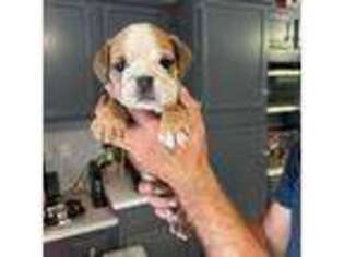Bulldog Puppy for sale in Stuart, FL, USA