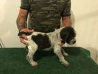 German Wirehaired Pointer Puppy for sale in Bristow, OK, USA