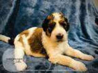 Mutt Puppy for sale in Rougemont, NC, USA