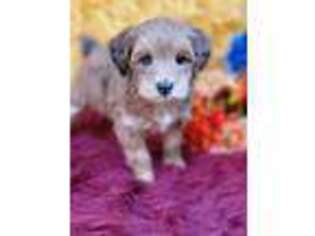 Schnoodle (Standard) Puppy for sale in Buckingham, VA, USA
