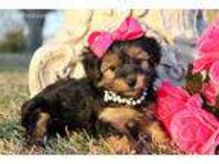 Yorkshire Terrier Puppy for sale in Covington, LA, USA