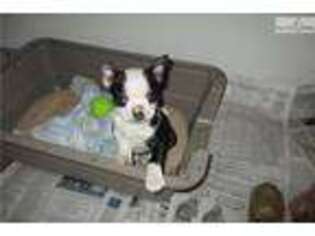 Boston Terrier Puppy for sale in Spokane, WA, USA