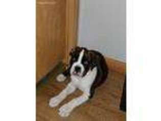 Boxer Puppy for sale in Atwater, OH, USA
