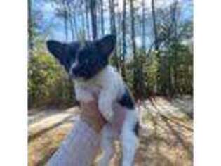 Chihuahua Puppy for sale in Castle Hayne, NC, USA
