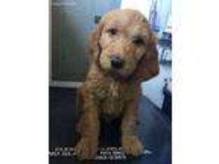 Goldendoodle Puppy for sale in Bend, OR, USA
