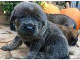 Mastiff Puppy for sale in Forest, VA, USA