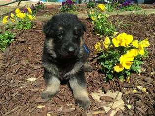 German Shepherd Dog Puppy for sale in Carrollton, GA, USA