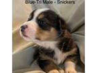 Pembroke Welsh Corgi Puppy for sale in Howe, IN, USA