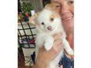 Pomeranian Puppy for sale in Slidell, LA, USA
