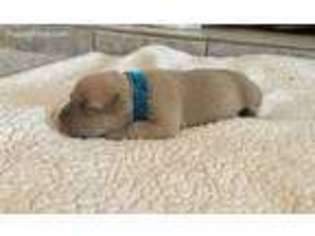 Mutt Puppy for sale in Greenville, NC, USA