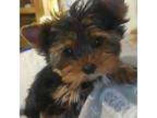 Yorkshire Terrier Puppy for sale in Bell Buckle, TN, USA