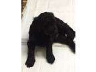 Goldendoodle Puppy for sale in Tupelo, MS, USA