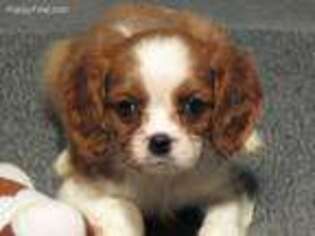 Cavalier King Charles Spaniel Puppy for sale in Vian, OK, USA