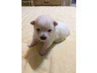 Pomeranian Puppy for sale in Westminster, SC, USA