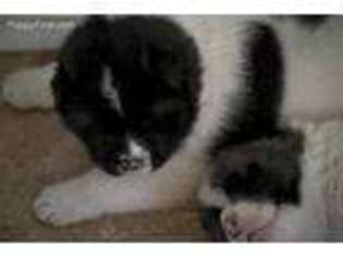 Akita Puppy for sale in Placitas, NM, USA