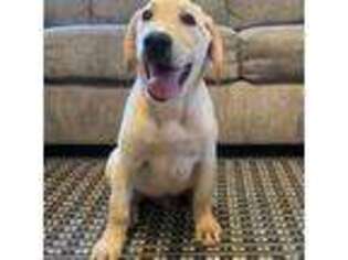 Labrador Retriever Puppy for sale in Wilmington, CA, USA