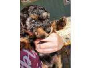 Mutt Puppy for sale in Independence, OR, USA