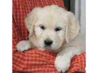 Mutt Puppy for sale in Partridge, KS, USA