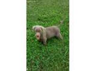 Labrador Retriever Puppy for sale in Des Moines, IA, USA