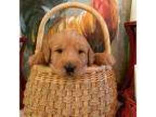 Labradoodle Puppy for sale in Eugene, OR, USA