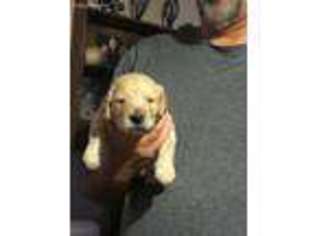 Goldendoodle Puppy for sale in Sweetwater, TX, USA