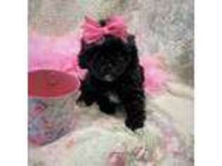 Shih-Poo Puppy for sale in Independence, KS, USA