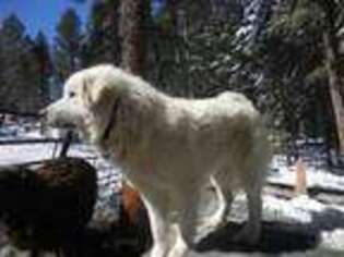 Great Pyrenees Puppy for sale in Sedalia, CO, USA