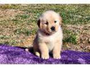 Golden Retriever Puppy for sale in Springfield, MO, USA