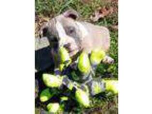 American Staffordshire Terrier Puppy for sale in Newport, TN, USA