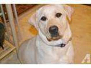 Labrador Retriever Puppy for sale in GRANTSBURG, WI, USA