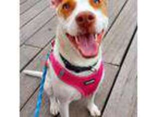 Basenji Puppy for sale in Jersey City, NJ, USA