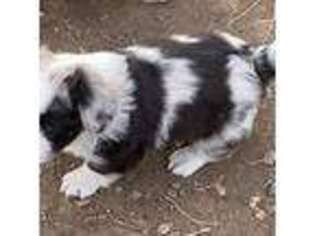 Cardigan Welsh Corgi Puppy for sale in Wanblee, SD, USA
