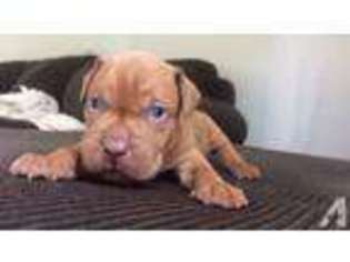 Mutt Puppy for sale in HAMILTON, OH, USA