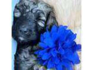 Mutt Puppy for sale in High Point, NC, USA