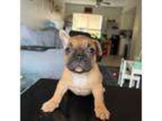 French Bulldog Puppy for sale in Youngtown, AZ, USA