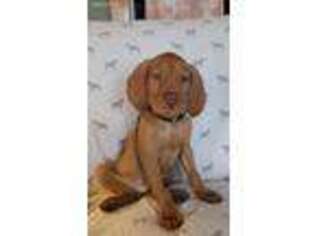 Vizsla Puppy for sale in Monroeton, PA, USA