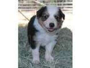 Border Collie Puppy for sale in Midpines, CA, USA
