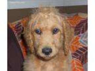Labradoodle Puppy for sale in Lincoln, AL, USA