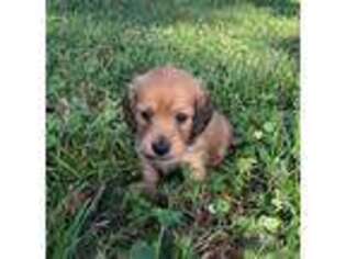 Dachshund Puppy for sale in Brookshire, TX, USA