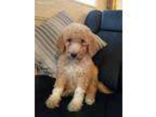 Goldendoodle Puppy for sale in Standish, MI, USA